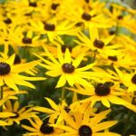 RUDBECKIA FULGIDA 2