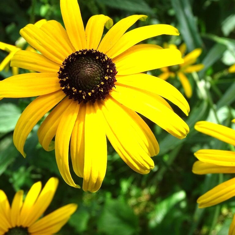 Rudbeckia Fulgida