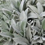 STACHYS BYZANTINA - URECHI DE IEPURE