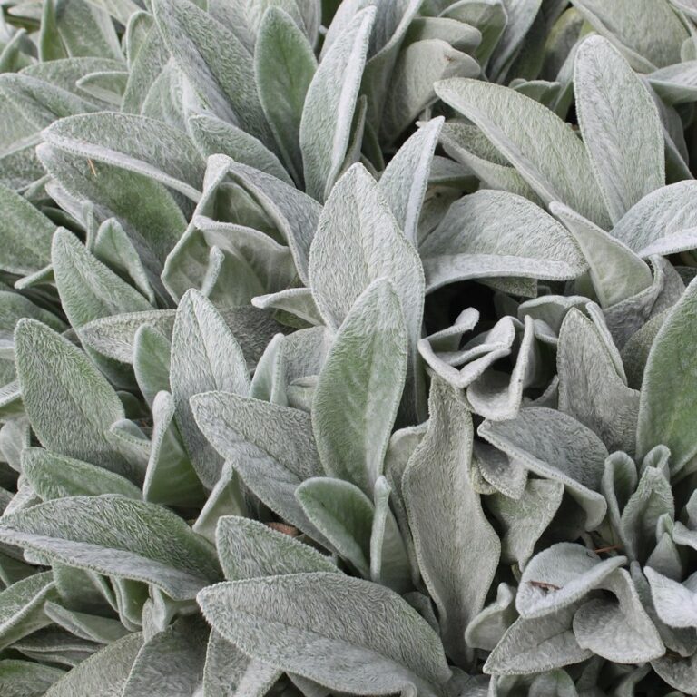 STACHYS BYZANTINA - URECHI DE IEPURE