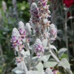 STACHYS BYZANTINA - URECHI DE IEPURE