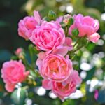 TRANDAFIR TARATOR ROZ THE FAIRY 2