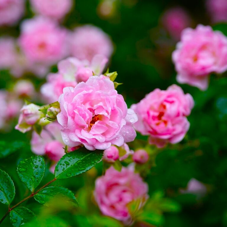 Trandafir Tarator Roz The Fairy