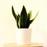 Sansevieria 2