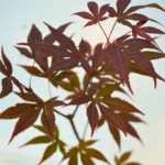 Acer Palmatum