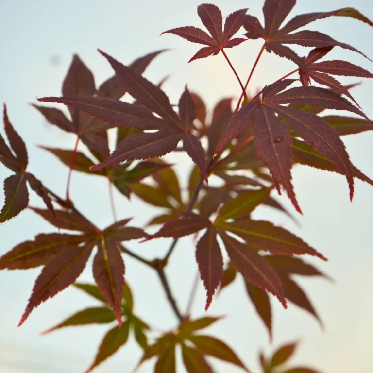Acer Palmatum