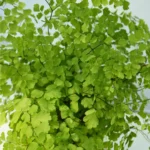 Adiantum