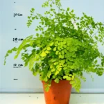 Adiantum 2