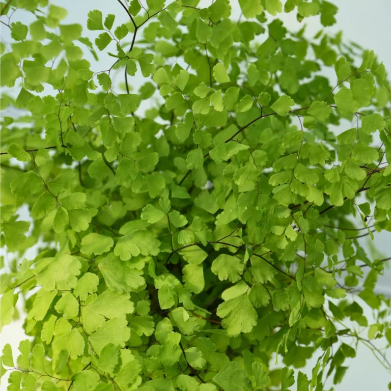 Adiantum