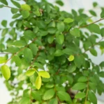 Bonsai 1