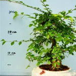 Bonsai