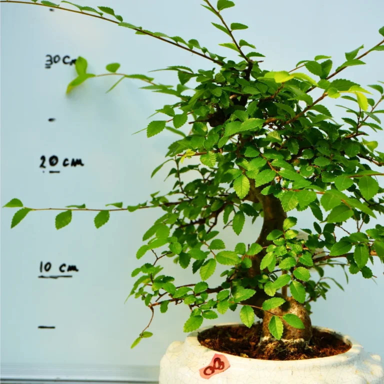 Bonsai