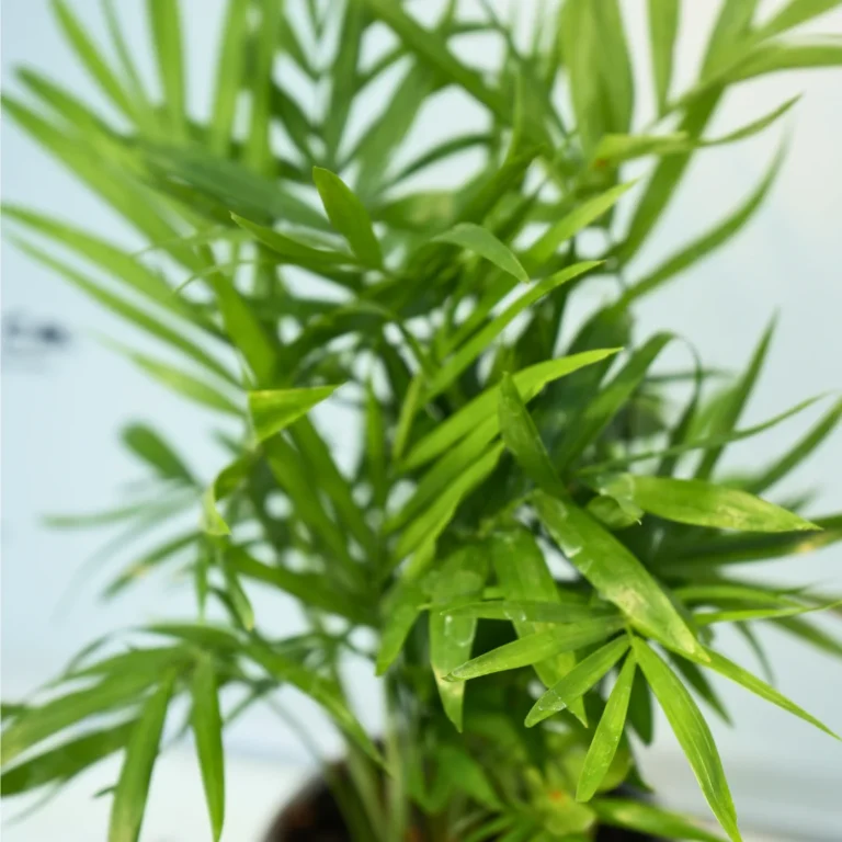 Chamaedorea