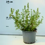 Cimbrisor (Thymus)