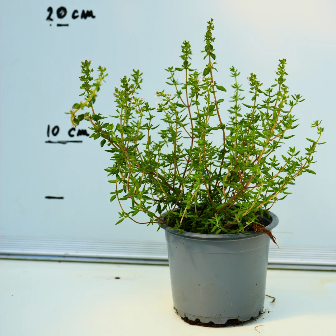 Cimbrisor (Thymus) Cimbrisor (Thymus)