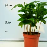 Coffea Arabica