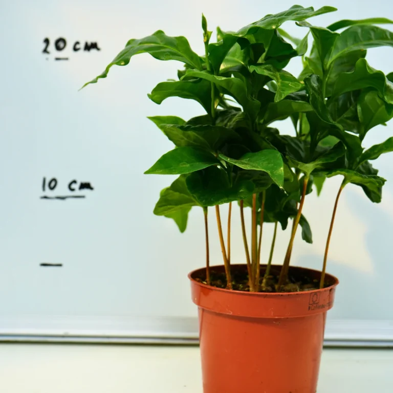 Coffea Arabica