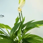 Crinul Pacii 2
