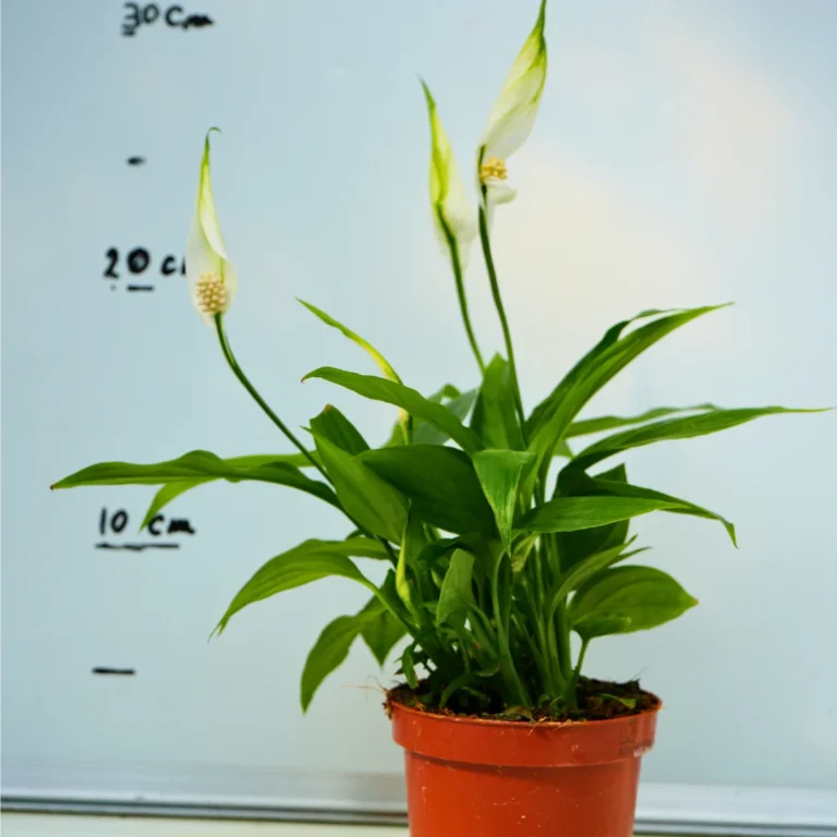 Crinul Pacii