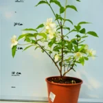 Iasomia de Grădină (Philadelphus)