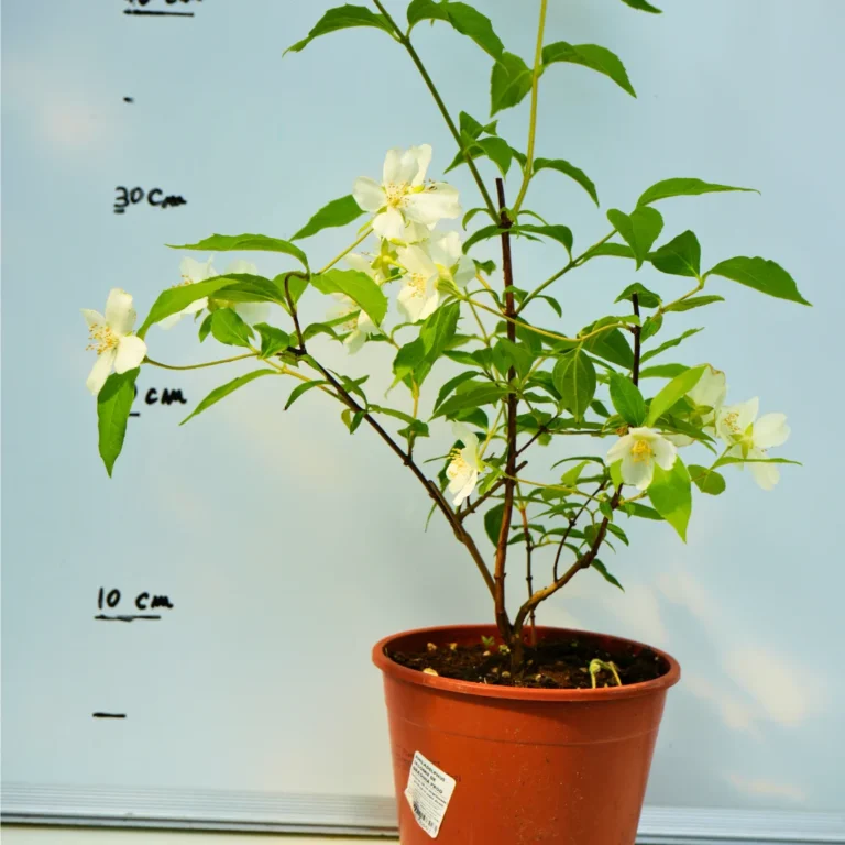 Iasomia de Grădină (Philadelphus)
