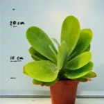 Kalanchoe
