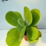 Kalanchoe 2