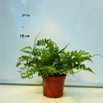 Pteris Athyrium Evergemensis (Feriga)