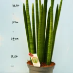 Sanseveria Tubulara Bacularis 2