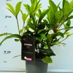 Skimmia 2