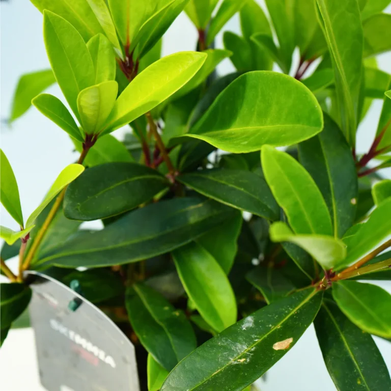 Skimmia