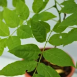 Wisteria (Glicina)